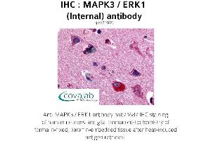 Image no. 1 for anti-Mitogen-Activated Protein Kinase 3 (MAPK3) (Internal Region) antibody (ABIN1736743) (ERK1 antibody  (Internal Region))