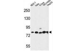 GPHN Antibody (Center) western blot analysis in MCF-7,Hela,NCI-H460,HepG2 cell line and mouse liver tissue lysates (35µg/lane). (Gephyrin antibody  (Middle Region))