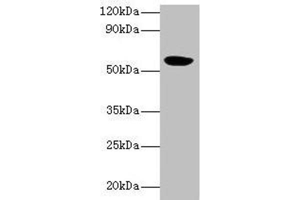 HARS2 antibody  (AA 34-506)