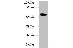 Western blot All lanes: HARS2 antibody at 2 μg/mL + Mouse kidney tissue Secondary Goat polyclonal to rabbit IgG at 1/10000 dilution Predicted band size: 57, 55 kDa Observed band size: 57 kDa (HARS2 antibody  (AA 34-506))
