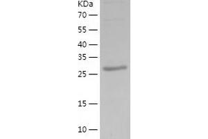 Western Blotting (WB) image for Intelectin 1 (Galactofuranose Binding) (ITLN1) (AA 19-298) protein (His tag) (ABIN7123476) (ITLN1/Omentin Protein (AA 19-298) (His tag))