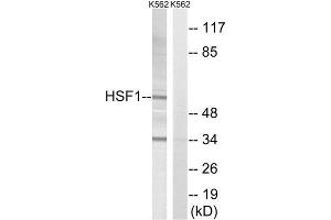 Western Blotting (WB) image for anti-Heat Shock Factor Protein 1 (HSF1) (Thr142) antibody (ABIN1848186) (HSF1 antibody  (Thr142))