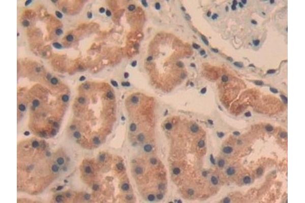 TRAF5 antibody  (AA 181-437)