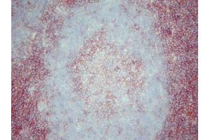 Immunohistochemistry (IHC) image for anti-CD4 (CD4) antibody (ABIN781715) (CD4 antibody)