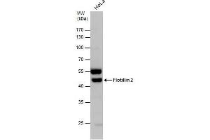 WB Image Flotillin 2 antibody detects Flotillin 2 protein by western blot analysis. (Flotillin 2 antibody  (C-Term))