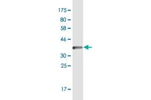 Western Blot detection against Immunogen (36. (IVNS1ABP antibody  (AA 1-100))