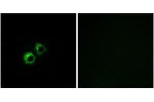 Immunofluorescence analysis of MCF7 cells, using MRPS21 Antibody. (MRPS21 antibody  (AA 38-87))