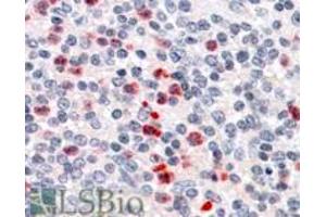 ABIN263167 (3. (PGLYRP1 antibody  (C-Term))