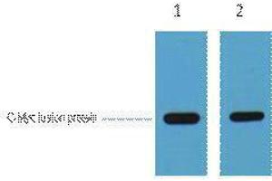 Western Blotting (WB) image for anti-Myc Tag antibody (ABIN3181246) (Myc Tag antibody)