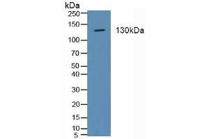 Figure. (ITGA2 antibody  (AA 170-361))