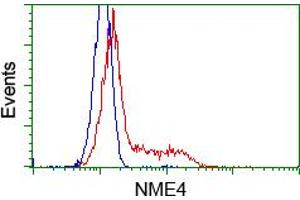 Flow Cytometry (FACS) image for anti-NME/NM23 Nucleoside Diphosphate Kinase 4 (NME4) antibody (ABIN1499779) (NME4 antibody)