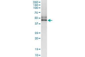 Immunoprecipitation of SGK196 transfected lysate using anti-SGK196 MaxPab rabbit polyclonal antibody and Protein A Magnetic Bead , and immunoblotted with SGK196 MaxPab mouse polyclonal antibody (B01) . (SGK196 antibody  (AA 1-350))