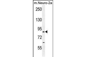Western blot analysis in mouse Neuro-2a cell line lysates (35ug/lane). (CEP89 antibody  (C-Term))