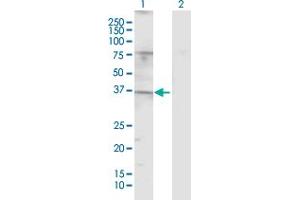 Western Blot analysis of TAS2R49 expression in transfected 293T cell line by TAS2R49 MaxPab polyclonal antibody.