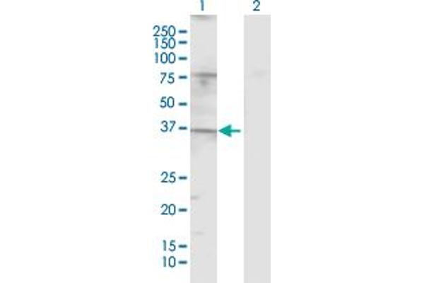 TAS2R20 antibody  (AA 1-309)