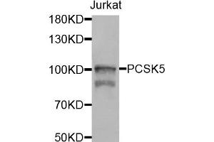 Western blot analysis of extracts of jurkat cells, using PCSK5 antibody.