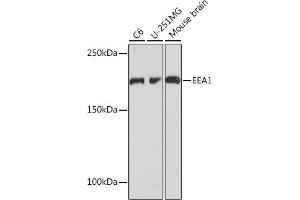 Western blot analysis of extracts of various cell lines, using EE Rabbit mAb (ABIN7266887) at 1:1000 dilution. (EEA1 antibody)