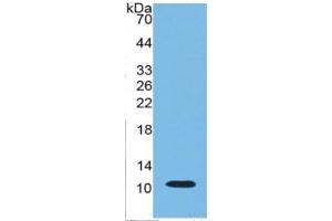 Western Blotting (WB) image for Indoleamine 2,3-Dioxygenase (IDO) ELISA Kit (ABIN6730945)