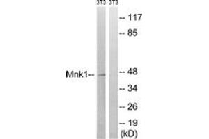 Western blot analysis of extracts from NIH-3T3 cells, treated with PMA 125ng/ml 30', using Mnk1 (Ab-385) Antibody. (MKNK1 antibody  (AA 351-400))