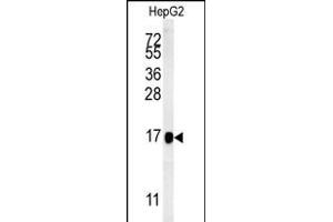 BLOC1S2 Antibody (Center) (ABIN651729 and ABIN2840378) western blot analysis in HepG2 cell line lysates (15 μg/lane).