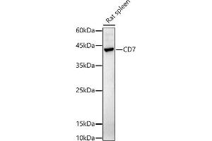 Western blot analysis of extracts of Rat spleen, using CD7 antibody (ABIN6127610, ABIN6138223, ABIN6138224 and ABIN6223568) at 1:1000 dilution.