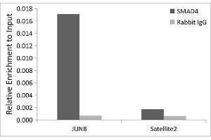 Chromatin Immunoprecipitation (ChIP) image for anti-SMAD Family Member 4 (SMAD4) antibody (ABIN7270340)
