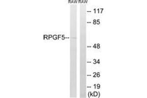 Western Blotting (WB) image for anti-Rap Guanine Nucleotide Exchange Factor (GEF) 5 (RAPGEF5) (AA 431-480) antibody (ABIN2890566) (GFR antibody  (AA 431-480))