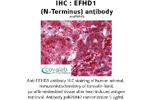 Image no. 1 for anti-EF-Hand Domain Family, Member D1 (EFHD1) (N-Term) antibody (ABIN1733906) (EFHD1 antibody  (N-Term))