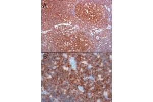 ABIN184606 (0. (CSK antibody  (C-Term))