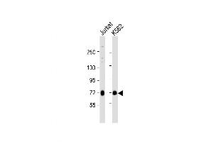 Western Blot at 1:1000 dilution Lane 1: Jurkat whole cell lysate Lane 2: K562 whole cell lysate Lysates/proteins at 20 ug per lane. (MELK antibody  (C-Term))