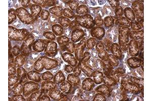 IHC-P Image DAP5 antibody [C2C3], C-term detects DAP5 protein at cytosol on mouse kidney by immunohistochemical analysis. (EIF4G2 antibody  (C-Term))