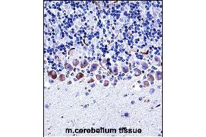 Mouse Epha4 Antibody (Center) ((ABIN657836 and ABIN2846799))immunohistochemistry analysis in formalin fixed and paraffin embedded mouse cerebellum tissue followed by peroxidase conjugation of the secondary antibody and DAB staining. (EPH Receptor A4 antibody  (AA 464-492))
