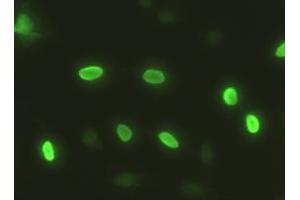 Anti-SOX17 mouse monoclonal antibody (ABIN2452369) immunofluorescent staining of HeLa cells transiently transfected by pCMV6-ENTRY SOX17 (RC220888) (SOX17 antibody  (AA 177-414))