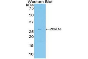Western Blotting (WB) image for anti-Fibroblast Growth Factor Receptor Substrate 2 (FRS2) (AA 239-449) antibody (ABIN1858916)