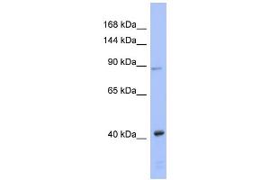 WB Suggested Anti-EIF2C3 Antibody Titration: 0. (EIF2C3 antibody  (N-Term))