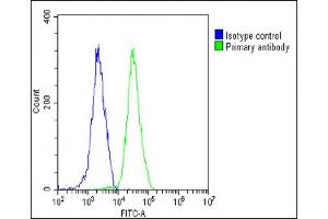 Overlay histogram showing Hela cells stained with (ABIN6244035 and ABIN6578797)(green line). (VAV2 antibody)