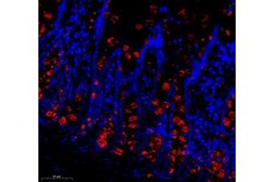 Immunofluorescence of paraffin embedded rat colon using Znt1 (ABIN7075672) at dilution of 1:650 (300x lens) (SLC30A1 antibody)