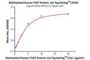 Immobilized Human CD112, Fc Tag (Cat# PV2-H5253) at 10 μg/mL (100 μL/well) can bind Biotinylated Human TIGIT, His Tag  with a linear range of 0. (PVRL2 Protein (AA 32-360) (Fc Tag))
