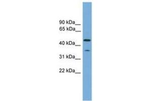 Image no. 1 for anti-Chromosome 6 Open Reading Frame 154 (C6orf154) (N-Term) antibody (ABIN6745061) (C6orf154 antibody  (N-Term))