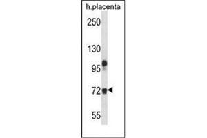 Western blot analysis of Fibulin-1 Antibody (C-term) in human placenta tissue lysates (35ug/lane). (Fibulin 1 antibody  (C-Term))