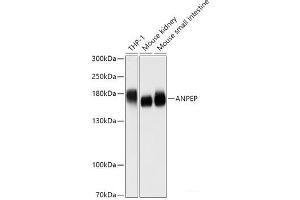 Western blot analysis of extracts of various cell lines using ANPEP Polyclonal Antibody at dilution of 1:1000. (CD13 antibody)