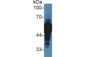 Western Blotting (WB) image for anti-alpha-2-HS-Glycoprotein (AHSG) (AA 19-300) antibody (ABIN1077777)