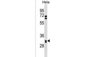 OR6B2 Antibody (C-term) (ABIN1537012 and ABIN2838299) western blot analysis in Hela cell line lysates (35 μg/lane). (OR6B2 antibody  (C-Term))
