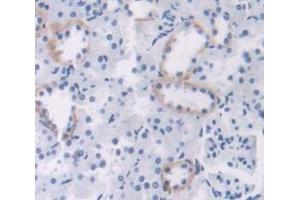 IHC-P analysis of Rat Tissue, with DAB staining. (MGEA5 antibody  (AA 19-222))