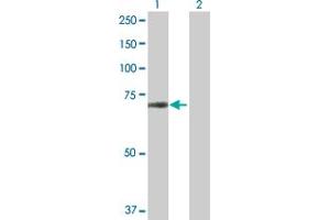 Western Blot analysis of ZNF280A expression in transfected 293T cell line by ZNF280A MaxPab polyclonal antibody. (ZNF280A antibody  (AA 1-542))