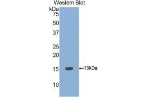 Western Blotting (WB) image for anti-Bone Morphogenetic Protein 4 (BMP4) (AA 293-408) antibody (ABIN1077865) (BMP4 antibody  (AA 293-408))