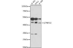 Western blot analysis of extracts of various cell lines, using GTPBP10 antibody (ABIN7267526) at 1:1000 dilution. (GTPBP10 antibody  (AA 1-387))