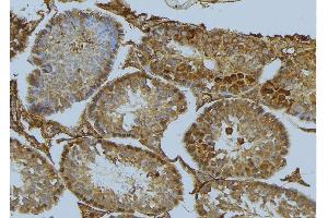 ABIN6275523 at 1/100 staining Mouse testis tissue by IHC-P. (Septin 6 antibody  (Internal Region))