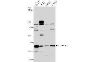 WB Image FANCC antibody detects FANCC protein by western blot analysis. (FANCC antibody  (Center))