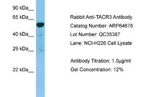 Western Blotting (WB) image for anti-Tachykinin Receptor 3 (TACR3) (C-Term) antibody (ABIN971840) (TACR3 antibody  (C-Term))